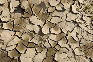 Parched Earth Prints: Dry soil