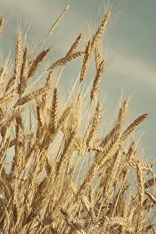 Agricultural Crops Prints: Dry wheat ears