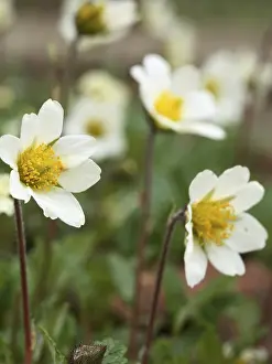 Deserted Landscape Photos Prints: Dryas suendermannii Silverroot