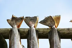 Prints of Drying cod in RAOst Drying cod in Rst Atlantic Cod Prints: Drying Cod Print: Traditional Røast Method