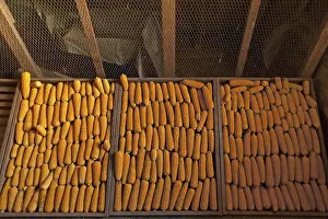 German Agricultural Crops Prints: Drying corn cobs (Zea mays subsp)