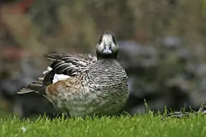 Duck Bird Species Prints: Duck Duck