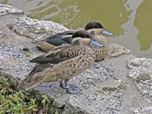 Aquatic Bird Images Prints: Duck pair