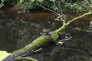 Prints of A duck sitting on a tree that fell into a river. The city park of Druskininkai. Lithuania River Prints: A Duck on a Fallen Tree in Druskininkai, Lithuania Print
