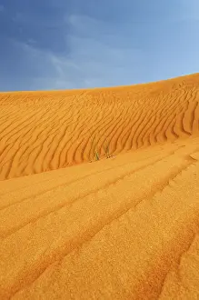 Middle East Desert Scene Prints: Side of a dune with wind ripples