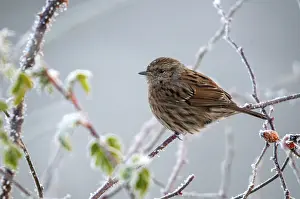 Prints of Dunnock, hedgerow, prunella modularis, birds, passeri, hoarfrost, rime, songbirds, songbirds, birds, winter Accentor Prints: Dunnock in Hoarfrost, Print