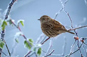 Prints of Dunnock, hedgerow, prunella modularis, birds, passeri, hoarfrost, rime, songbirds, songbirds, birds, winter Accentor Prints: Dunnock in Winter Hoarfrost Print