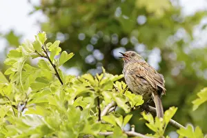Native British Wildlife Prints: Dunnock (Prunella modularis) perched in a tree