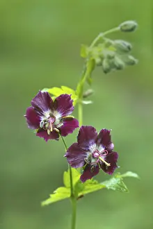 Styria Austria Nature Prints: Dusky crane's-bill (Geranium phaeum)