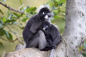 Prints of Dusky Leaf Monkeys or Southern Langurs (Trachypithecus obscurus), female with young on a tree, native to Asia, Singapore Obscurus Prints: Dusky Leaf Monkeys Print: Female with Young in Tree, Asia