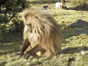 Simien National Park Ethiopia Prints: A dwarf baboon (Theropithecus gelada) sits in a meadow and picks grass