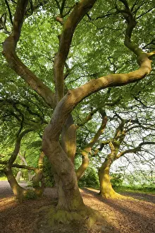 Deciduous Tree Trunks Prints: Dwarf beech (Fagus sylvatica var)