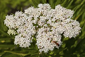 Deserted Botanical Garden Prints: Dwarf Elder (Sambucus ebulus)