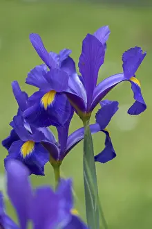 Deserted Garden Flowers Prints: Dwarf iris (Iris pumila) or dwarf iris