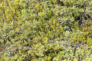 Dwarf Juniper and Blueberries Print, Nipfjallet Area, Sweden