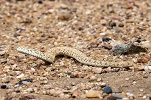 Reptile Photography Africa Prints: Dwarf puff adder (Bitis peringueyi) in the sand