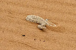 Desert Landscape Scenery Prints: Dwarf puff adder (Bitis peringueyi) in the sand