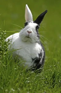 Dwarf Rabbit Print on a Meadow