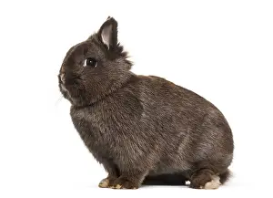 Cute Bunny Prints: Dwarf rabbit, sitting against white background
