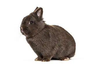Cute Bunny Prints: Dwarf rabbit, sitting against white background