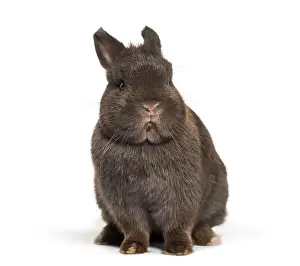 Cute Bunny Prints: Dwarf rabbit, sitting against white background