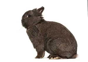 Cute Bunny Prints: Dwarf rabbit, sitting against white background