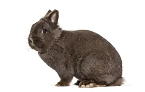 Cute Bunny Prints: Dwarf rabbit, sitting against white background