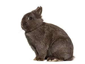 Lagomorpha Species Prints: Dwarf rabbit, sitting against white background