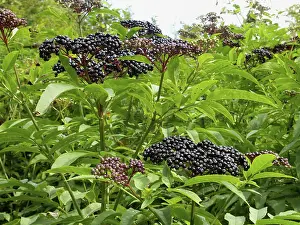 Open Air Plants Prints: Dwarf (Sambucus ebulus) elderberry