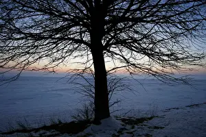 Snow Covered Trees Prints: Eafless tree