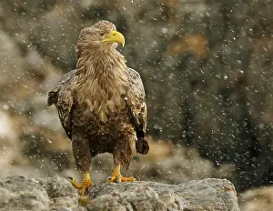 Accipitridae Bird Species Prints: Eagle in Norway