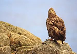 Prints of Eagle in Norway Related Prints: Eagle in Norway Print