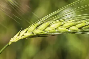 Cereal Cultivation Prints: Ear of grain with kernels