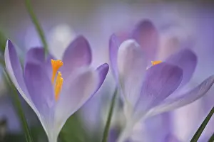 Woodland Crocus Bloom Prints: Early Crocus (Crocus tommasinianus)