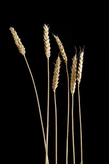 Wheat Grain Varieties Prints: Ears of wheat