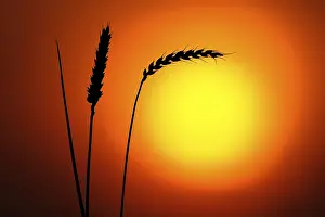 Deserted Farm Landscape Prints: Ears of wheat in front of the sun