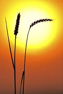 Atmospheric Evening Shot Prints: Ears of wheat in front of the sun