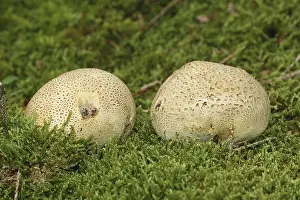 Close Up Fungus Prints: Earthball (Scleroderma citrinum)