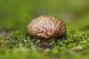 Uninhabited German Landscapes Prints: Earthball (Scleroderma), Germany