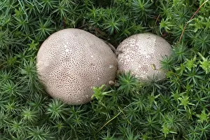 Edible Mushroom Fungus Prints: Earthball (Scleroderma) in moss