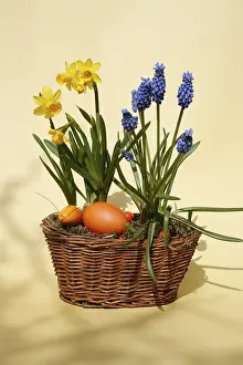 Studio Shot Of Easter Eggs Prints: Easter basket with easter eggs