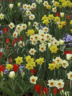 Flowering Plants Outdoors Prints: Easter bells