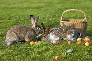 Chocolate Easter Eggs Prints: Easter bunny with eggs