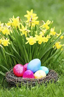 Wild Daffodils In Bloom Prints: Easter, Easter eggs, Spring, Spring meadow