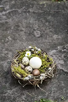 First Day Of Spring Images Prints: Easter, Easter nest, grey background