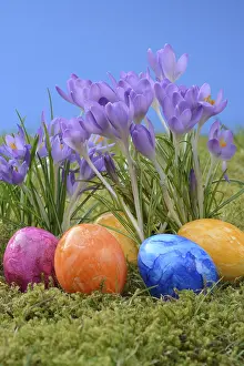 Framed Print : Easter Eggs and Crocus Print Framed Print : Easter Eggs and Crocus Print