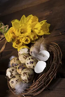 Yellow Daffodil Blooms Prints: Easter eggs and daffodils