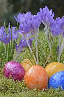Heralds Of Spring Prints: Easter eggs, Easter egg, eggs, Easter