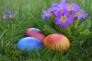 Primrose Blossom Prints: Easter eggs in grass with primrose, Germany