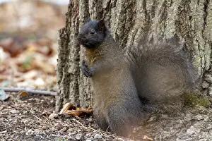 Quebec Province Canada Prints: Eastern fox squirrel (Sciurus niger) standing and watching